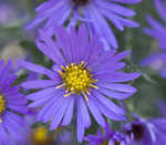 New England aster